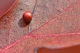 Orb On An Autumn Oak Leaf_28354-60